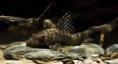 /album/cascudos1/peckoltia-bachi-jpg/